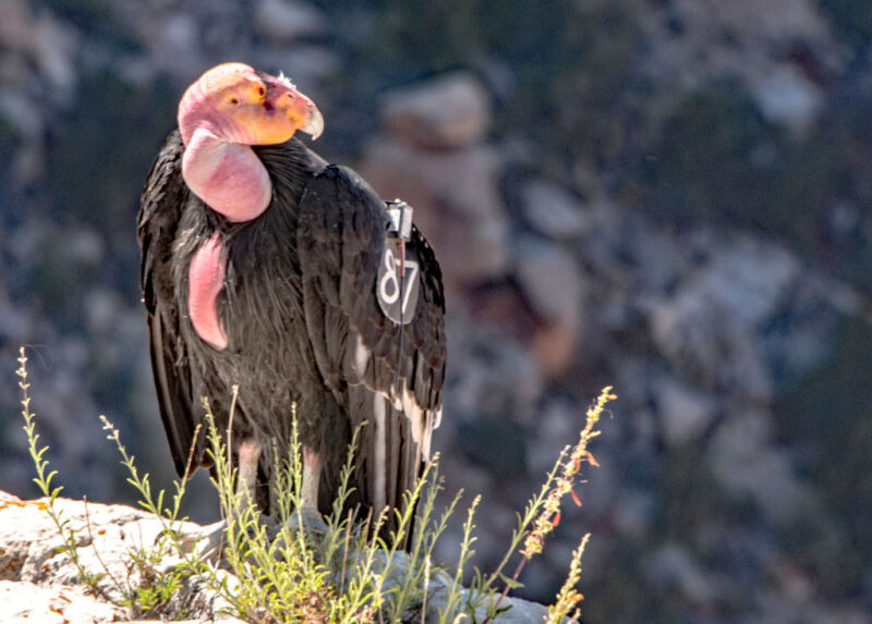 Un vaccin pourrait empêcher les condors de Californie, une espèce en voie de disparition, de succomber à la grippe aviaire