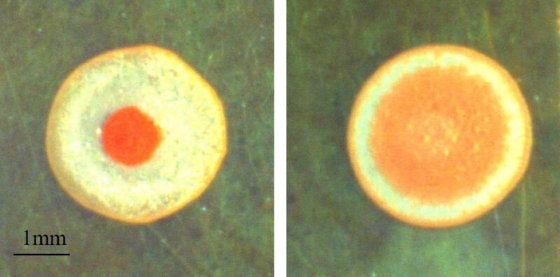 As paint drops dry, they can look like a “fried egg” (left image, scale bar is one millimeter) or develop a more even pigment distribution (right image).