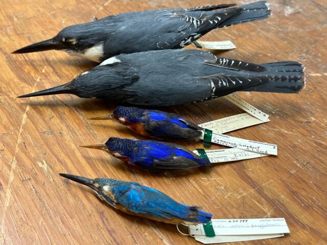Kingfisher study skins in the collections of the Field Museum.