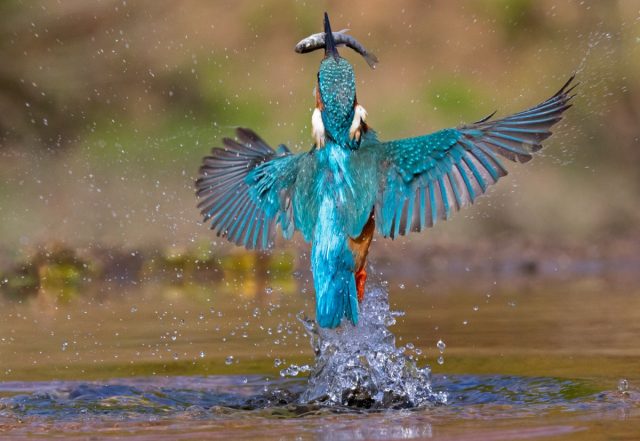 Un martín pescador de color azul brillante reaparece del agua con un pez capturado.