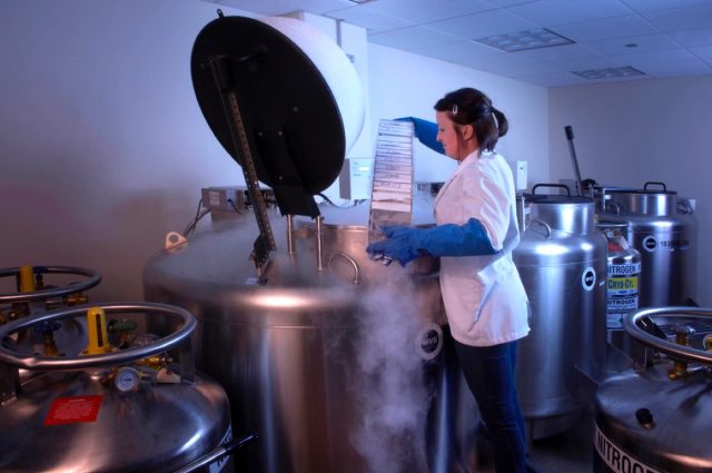 Tissue samples in cryogenic storage, kept cold with liquid nitrogen, at the Field Museum.