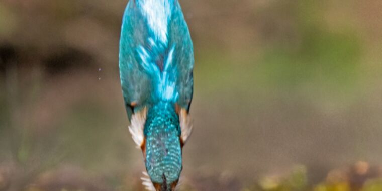  peacock jacamar bee eater hummingbird-0