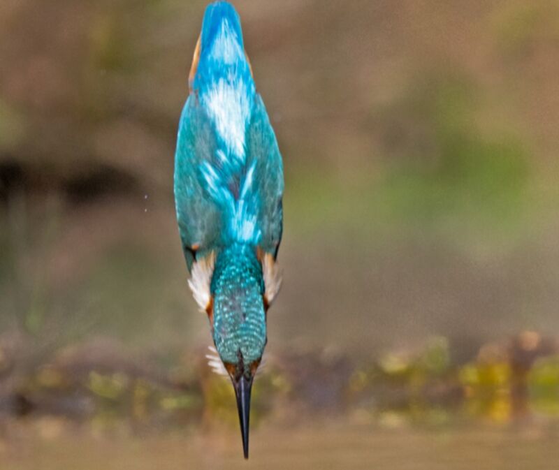 A diving kingfisher