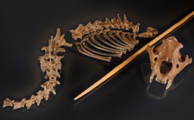 Restos de leones cavernarios expuestos junto a una reproducción de una lanza de madera similar a las utilizadas por los neandertales.