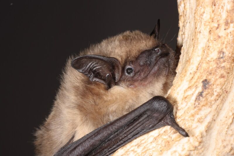 closeup of a serotine bat