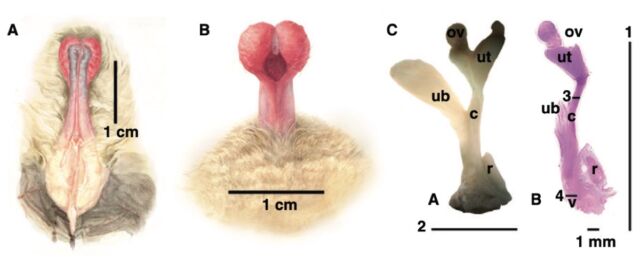 Ventral (a) and dorsal (b) views of the erect penis and a scaled digital micrograph of the female genital tract for comparison (c).