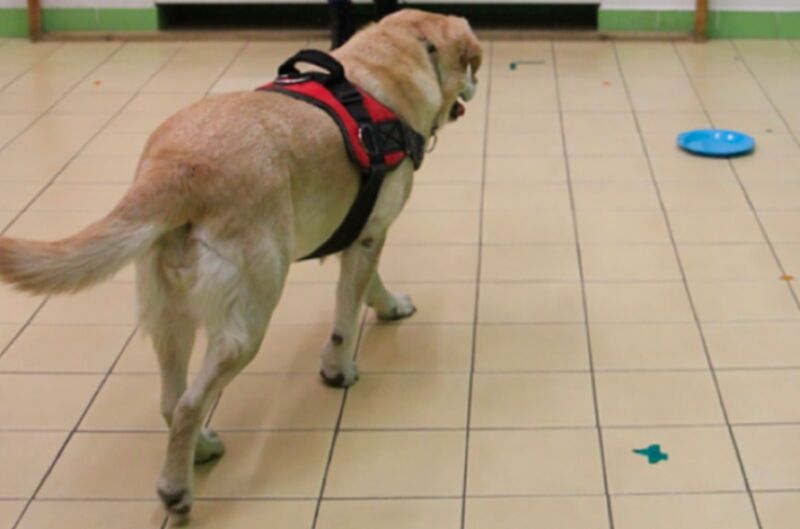 dog in a harness approaching a blue dish on the floor