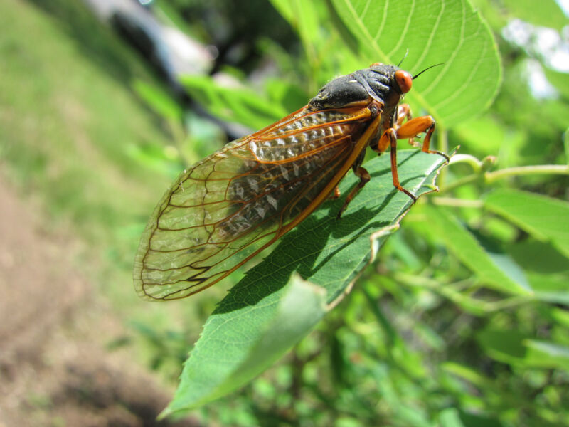 Roar of cicadas was so loud, it was picked up by fiber-optic cables