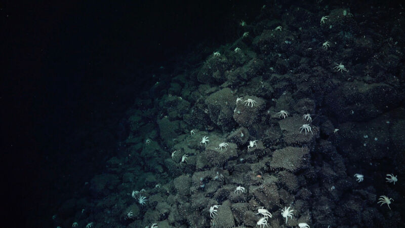 A large collection of white crabs arrayed across rocks on the bottom of the ocean.