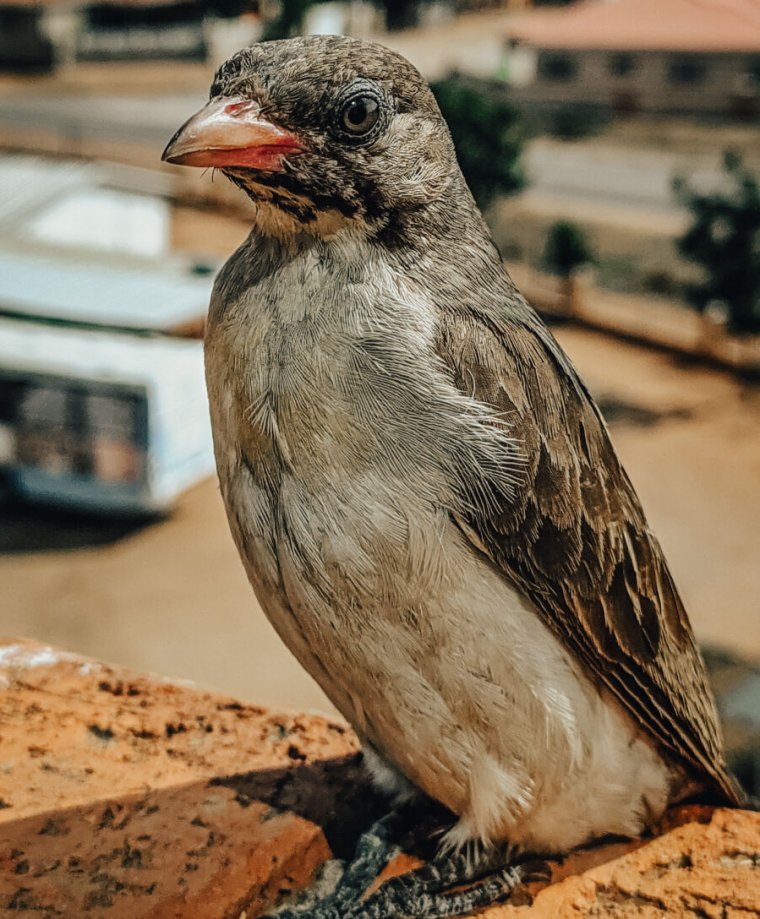 A bird perched on a wall in front of an urban backdrop.