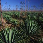Image of rows of succulents with long spiky leaves and large flower stalks.