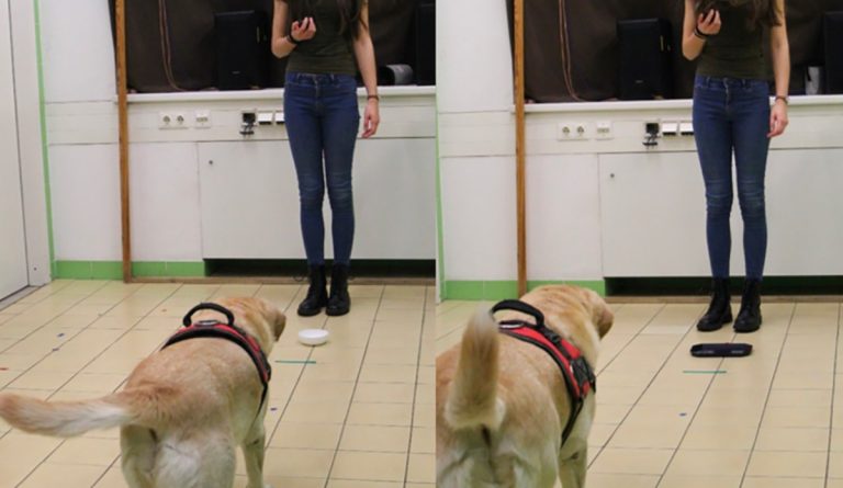 Study: “Smarter” dogs think more like humans to overcome their biases ...