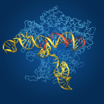 A dark blue background with light blue ribbons, and yellow nucleic acids in front.