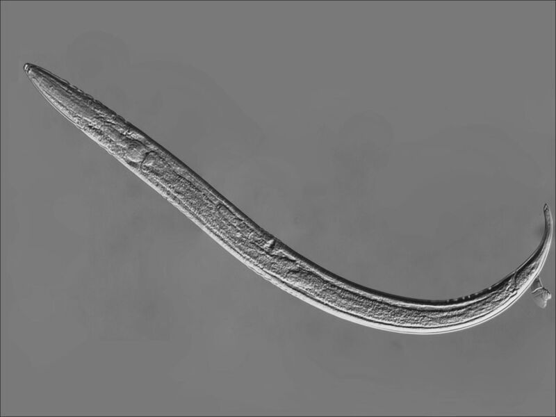 What turns a fungal scavenger into a killer? | Ars Technica What turns a fungal scavenger into a killer? | Ars Technica