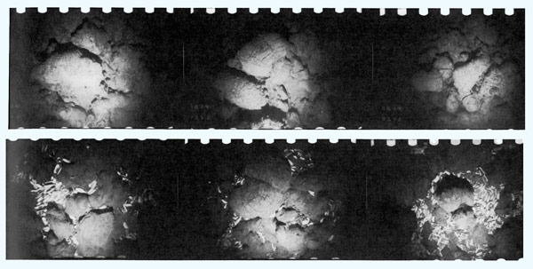 Una serie de fotografías del fondo marino muestran la repentina aparición de almejas blancas vivas que llevaron a los científicos a encontrar respiraderos hidrotermales por primera vez. 