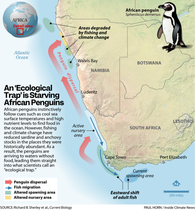 penguin-map-640x688.png