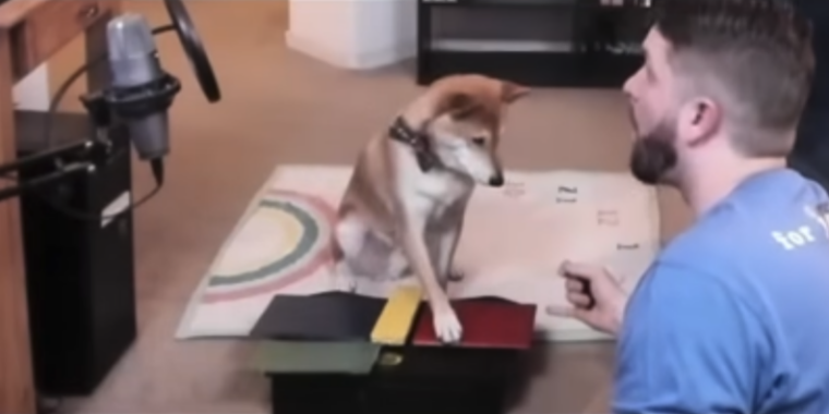 Dit is nog nooit eerder gedaan: de spellen zijn klaar, snelle video van de snelle hondensterren