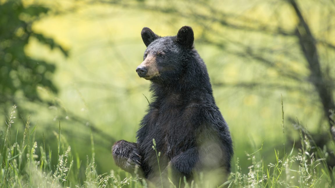 Study finds bigfoot sightings correlate with black bear populations ...