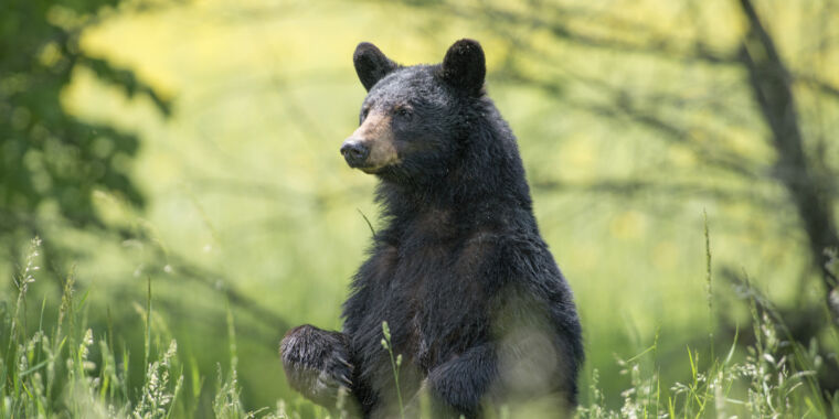 Study finds bigfoot sightings correlate with black bear populations