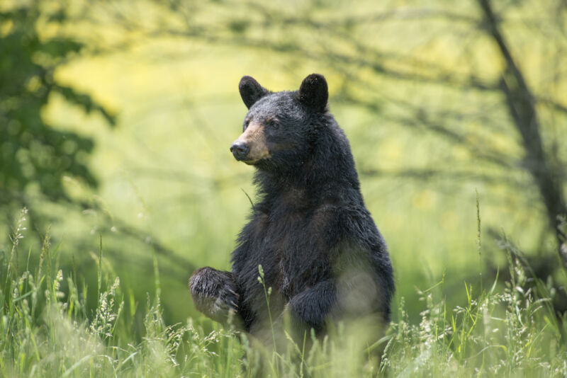 A black bear standing on its hind paws surrounded by greenery in a forest with a blurry background