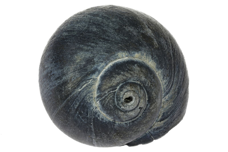 Imagen de una concha de caracol oscura de color gris negruzco.