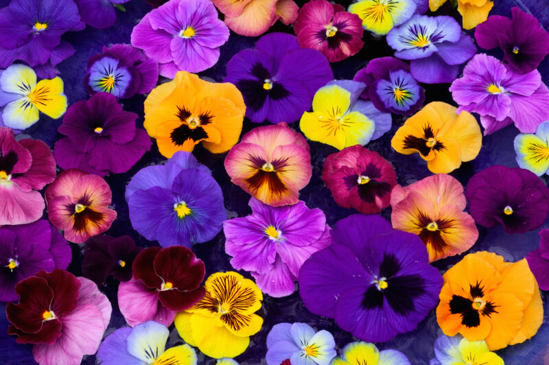 Image of a field of multi-colored flowers.
