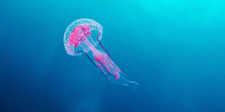 Jellyfish regenerate lost tentacles, and now we know how to do it