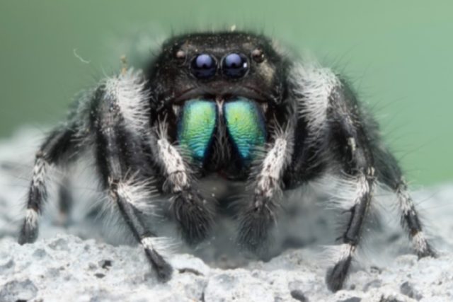 Inside the making of National Geographic’s A Real Bug’s Life docuseries ...