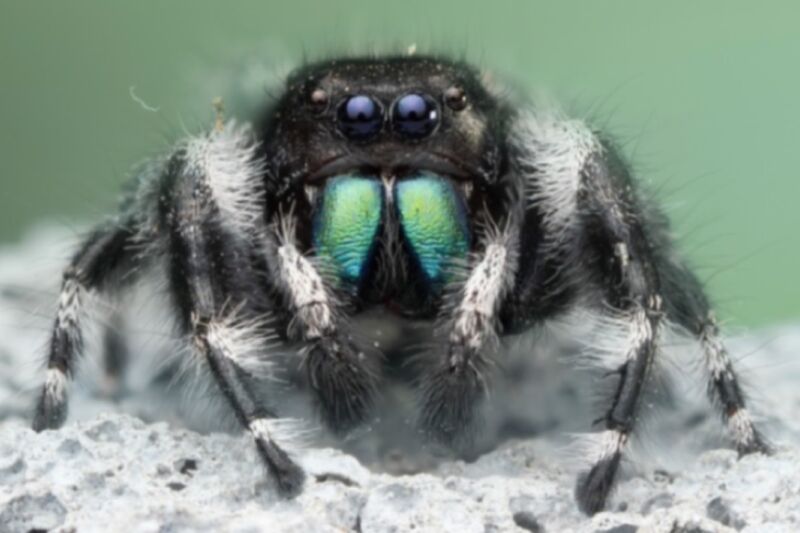 closeup of a jumping spider