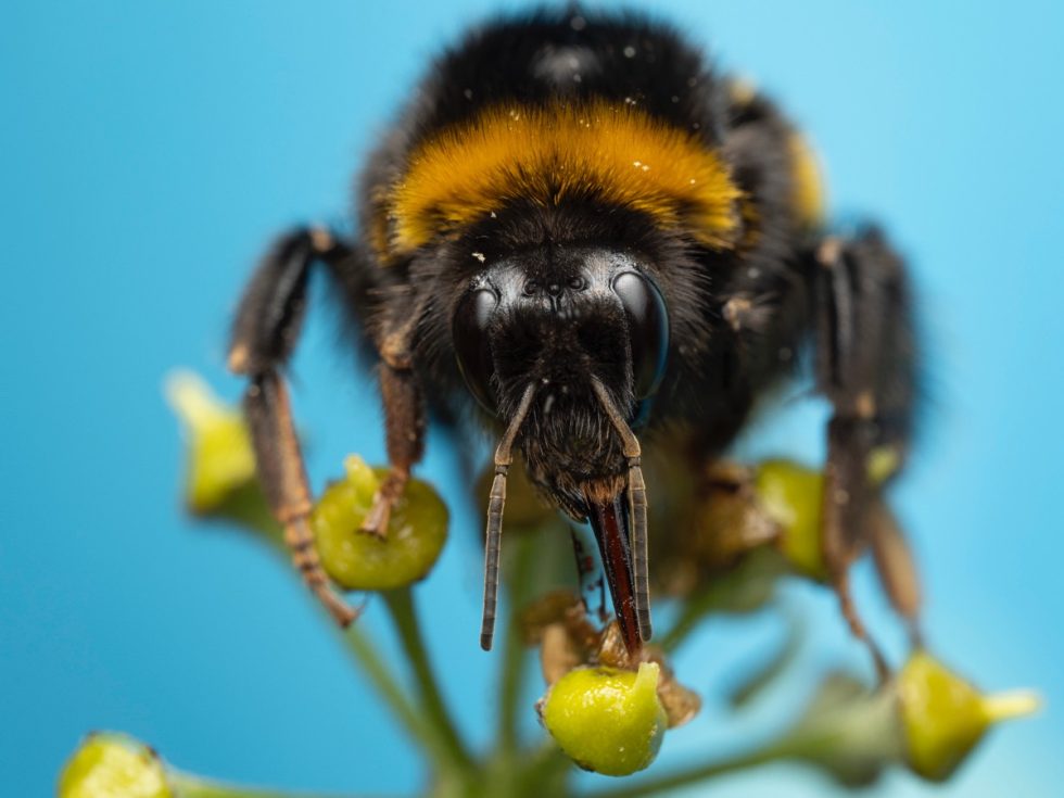 Inside the making of National Geographic’s A Real Bug’s Life docuseries ...