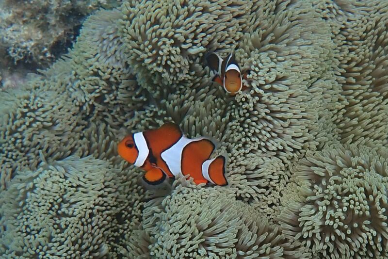 Clown anemonefish (Amphiprion ocellaris) photographed in the wild.