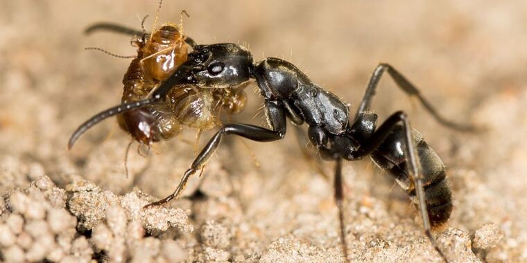 蚂蚁自己制造抗生素来治疗感染的伤口
