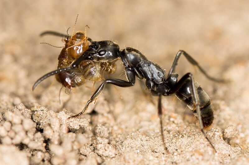 Imagen de una hormiga negra sobre un suelo arenoso, cargando los restos de otro insecto.