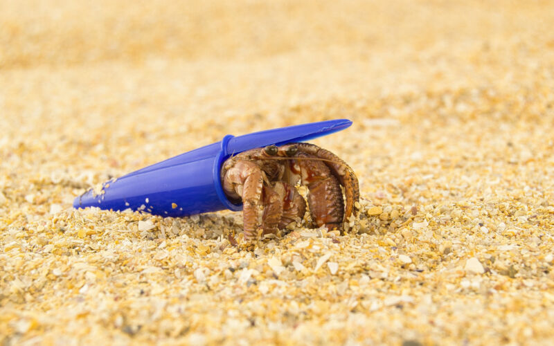 hermit crab in plastic pen cap
