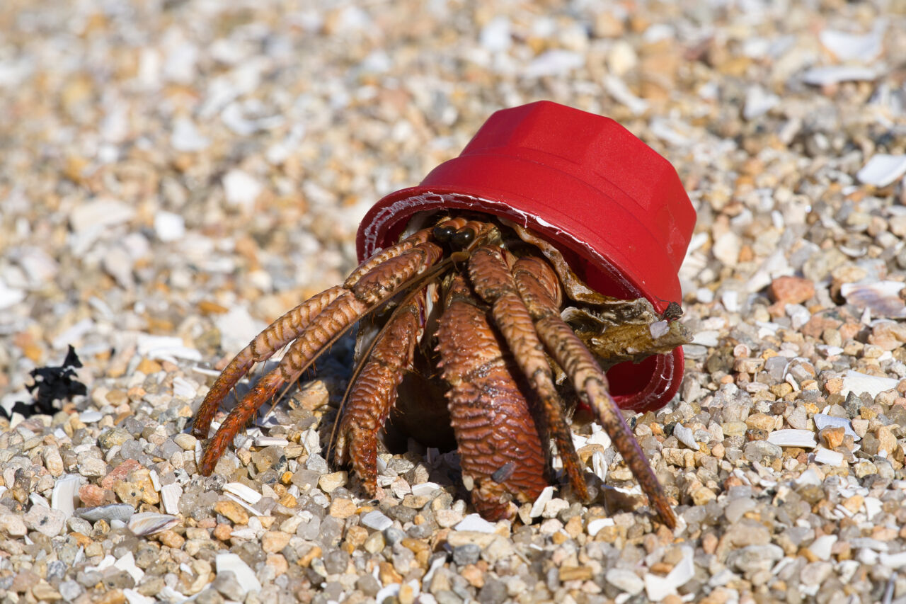 Hermit crabs find new homes in plastic waste Shell shortage or clever