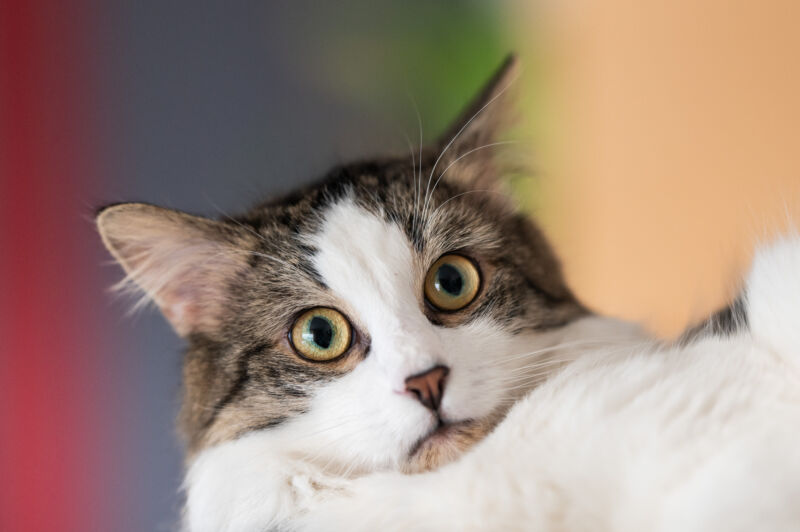 Un chat de compagnie « très malade » a signalé un cas de peste bubonique à un résident de l'Oregon