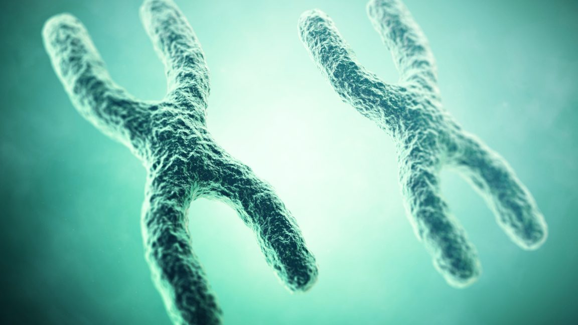 New paper explains why females are prone to autoimmune diseases - Ars ...