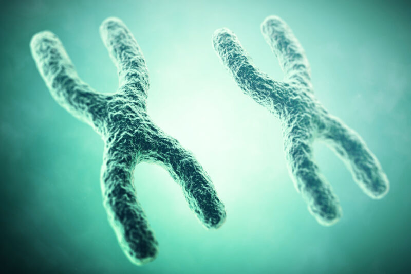 Cartoon of two X-shaped chromosomes.
