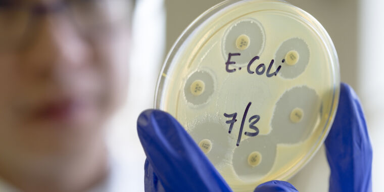 The new E. coli strain will accelerate the evolution of the genes of your choice