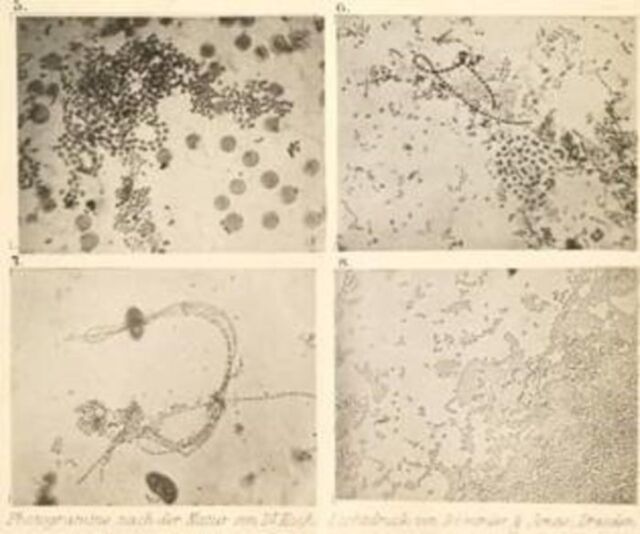 An issue of a German scientific periodical sent to Darwin in 1877; it contained the first published photographs of bacteria.