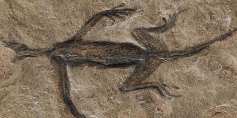 Sahte: 280 milyon yıllık gizemli fosilin büyük bir kısmı siyah boyadan oluşuyor
