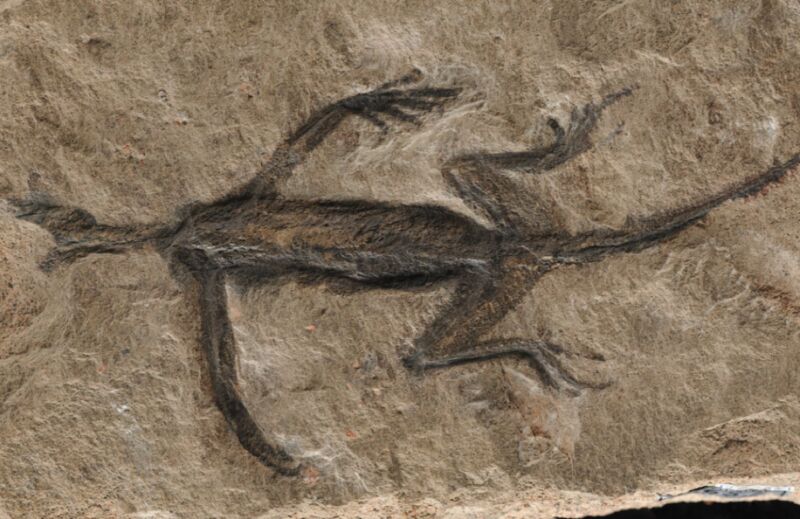 Imagen de un fósil de reptil en una roca.