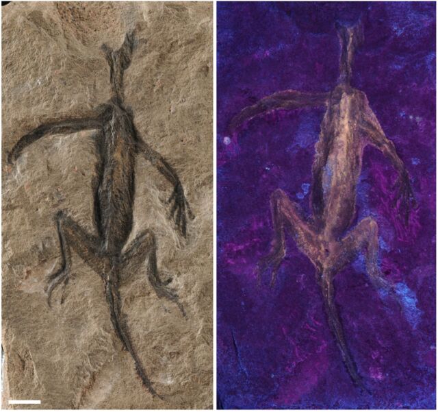 O fóssil sob luz normal (esquerda) e sob luz ultravioleta (direita).