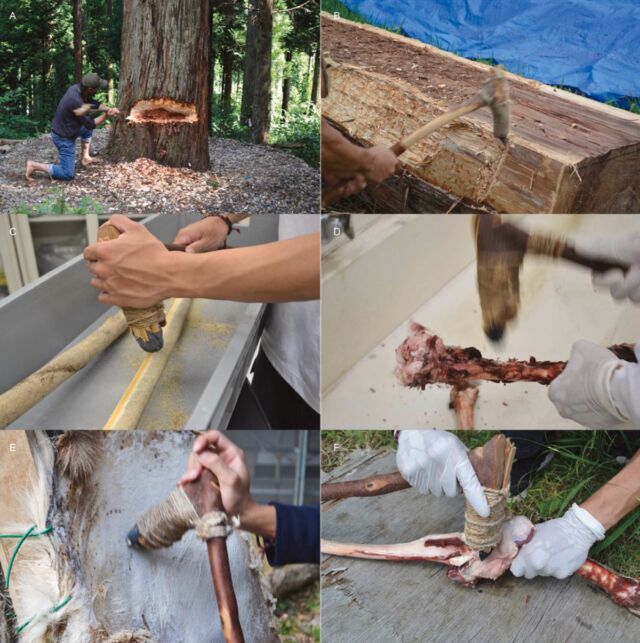 Testing various replicas of Stone Age tools for different uses: A, tree-felling; B, wood-adzing; C, wood-scraping; D, fresh bone-adzing; E, dry hide-scraping; F, disarticulation of a joint.