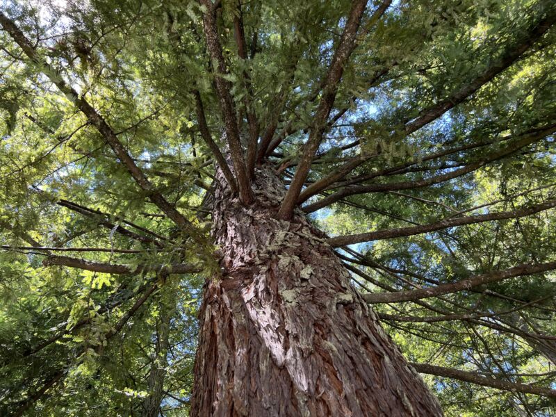view of redwood tree canopy from below
