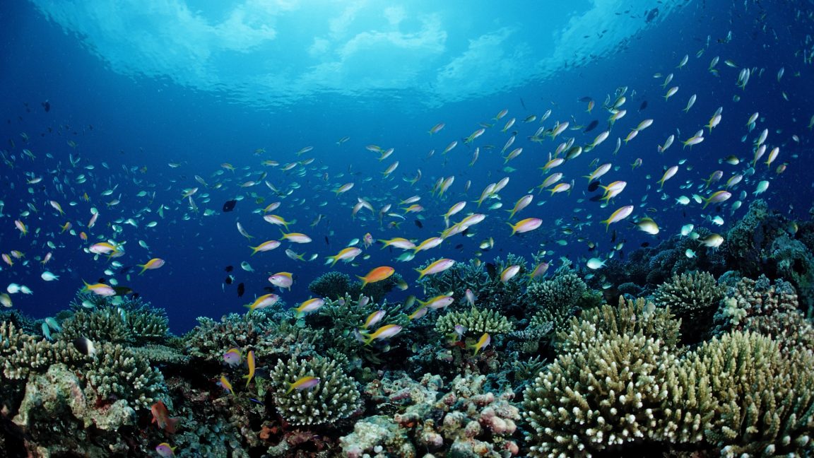 NOAA is putting commercial fishing ahead of conservation