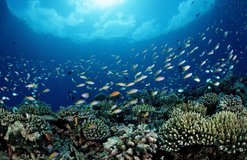 Image of a large school of fish above a reef.