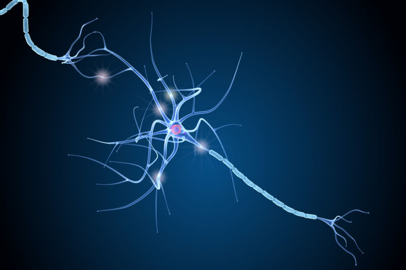 Graphic depiction of a nerve cell with a myelin coated axon.