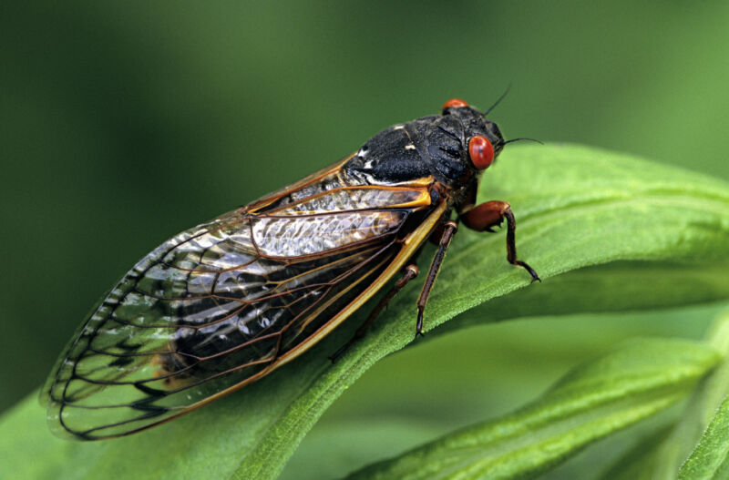 Adult periodical cicada