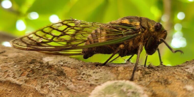 Study: Cicadas pee in jets, not droplets. Here’s why that’s kinda weird.